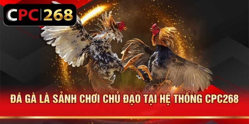 Đá gà là sảnh chơi chủ đạo tại hệ thống CPC268